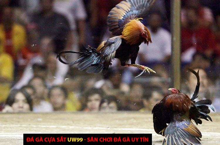 đá gà cựa sắt