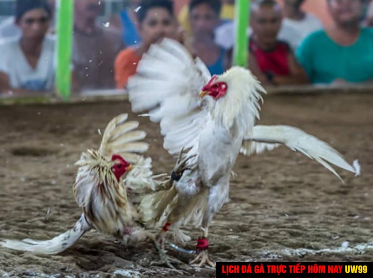 lịch đá gà trực tiếp